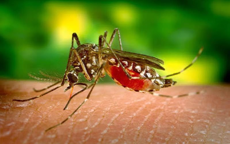 malaria